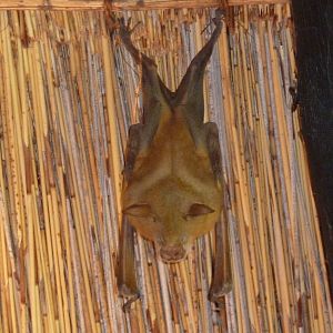 Bat Namibia