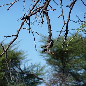 Bird Namibia