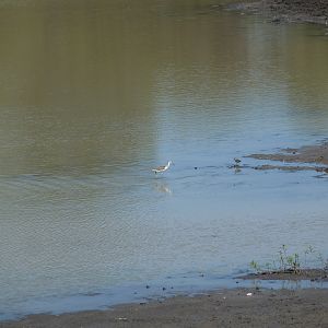 Bird Namibia