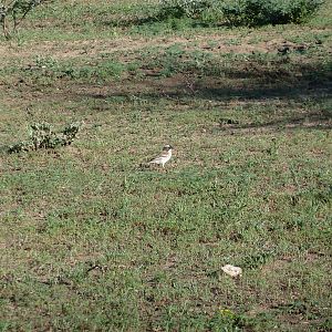 Bird Namibia