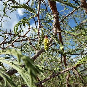 Bush Flower