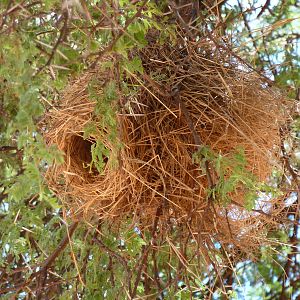 Nest Namibia