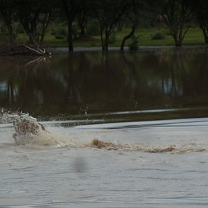 Cape Eland crossing water