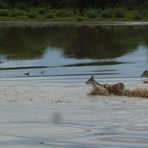 Cape Eland crossing water