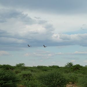 Egyptian Geese in Flight