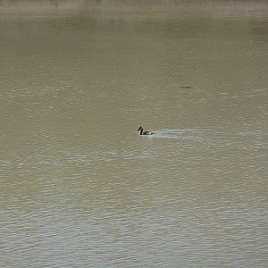 Duck Namibia