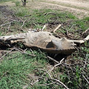 Eland Carcass