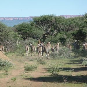 Cape Eland Namibia