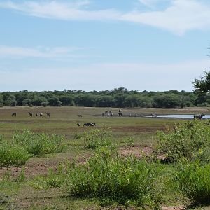 Cape Eland Namibia