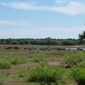 Cape Eland Namibia