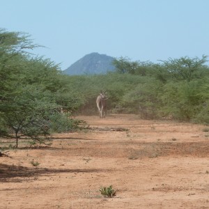 Cape Eland Namibia