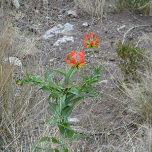 Flame Orchid Namibia