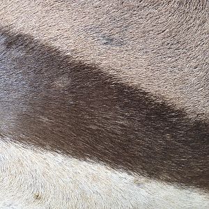 Gemsbok Skin