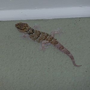 Gecko Namibia