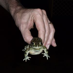 Frog Namibia