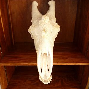 Giraffe Skull