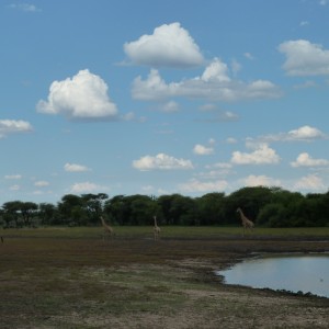 Giraffe Namibia