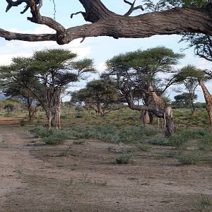 Giraffe Namibia