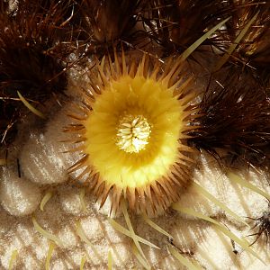 Golden Barrel Cactus Flower