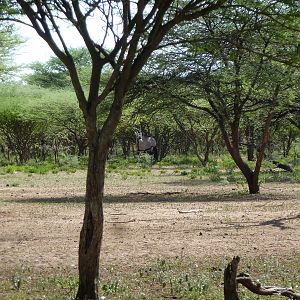 Gemsbok in Namibia