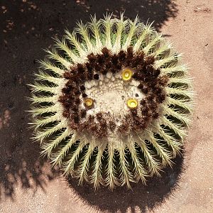 Golden Barrel Cactus