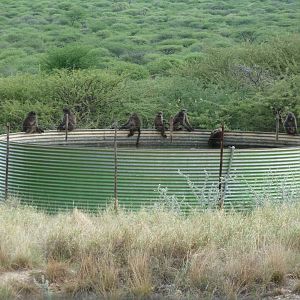 Chacma Baboon Namibia