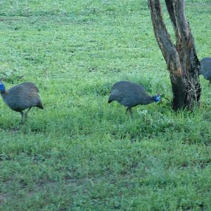 Guineafowls Namibia