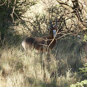 Blesbok Namibia