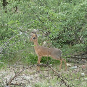 Damara Dik-Dik in Namibia