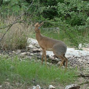 Damara Dik-Dik in Namibia