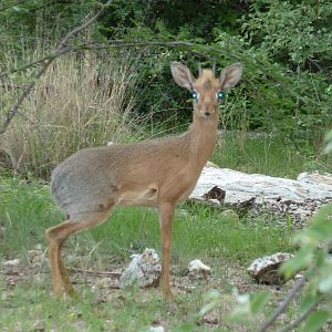 Damara Dik-Dik in Namibia