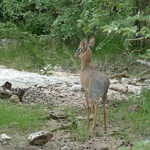 Damara Dik-Dik in Namibia