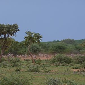 Cape Eland Namibia