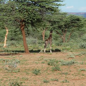 Giraffe Namibia