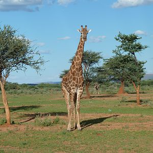 Giraffe Namibia