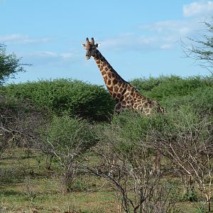 Giraffe Namibia