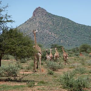 Giraffe Namibia