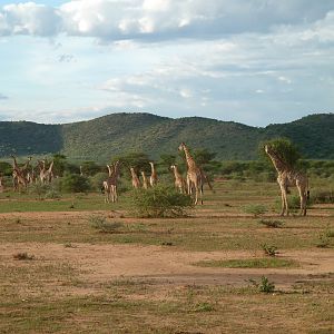 Giraffe Namibia