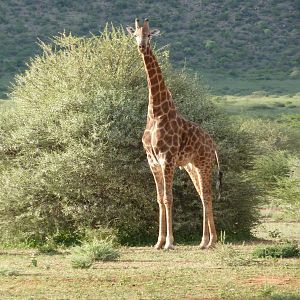 Giraffe Namibia