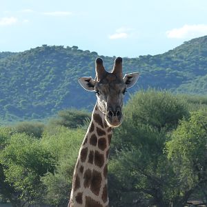 Giraffe Namibia