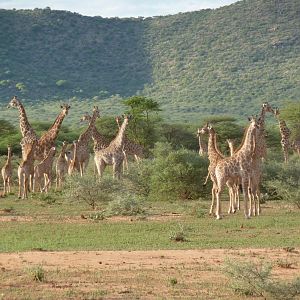 Giraffe Namibia