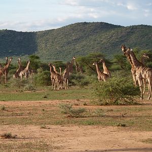 Giraffe Namibia