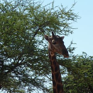 30 Year Old Giraffe Bull Namibia