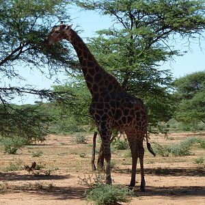 30 Year Old Giraffe Bull Namibia