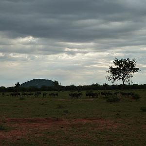 Blue Wildebeest Namibia