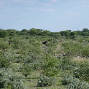 Black Wildebeest Namibia