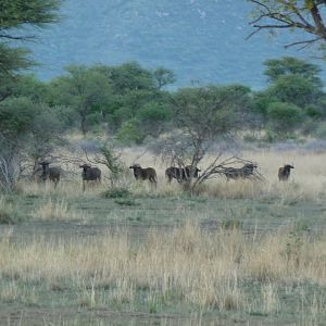 Black Wildebeest Namibia