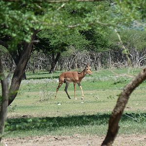 Impala Namibia