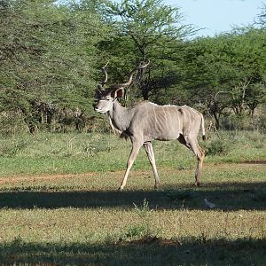 Kudu Namibia