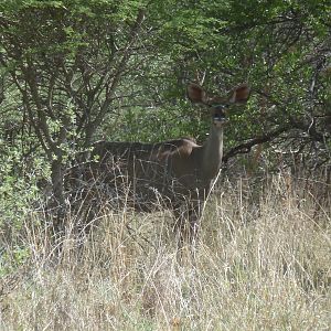 Kudu Namibia